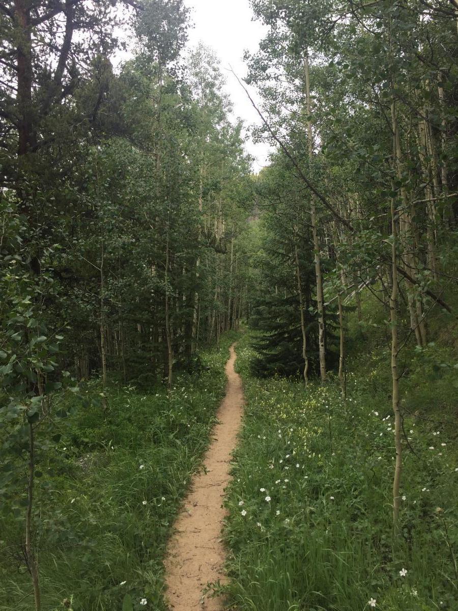 Back below the tree line now. One of the most striking things about the Colorado Trail is its variety. The trail can look so different over a stretch of just a few miles. 