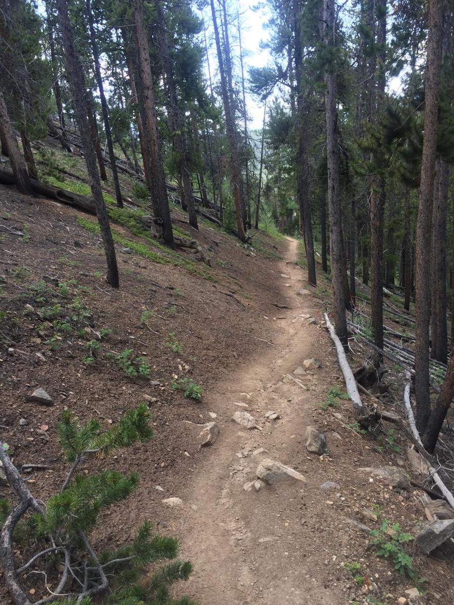 Yet another look of the trail. 