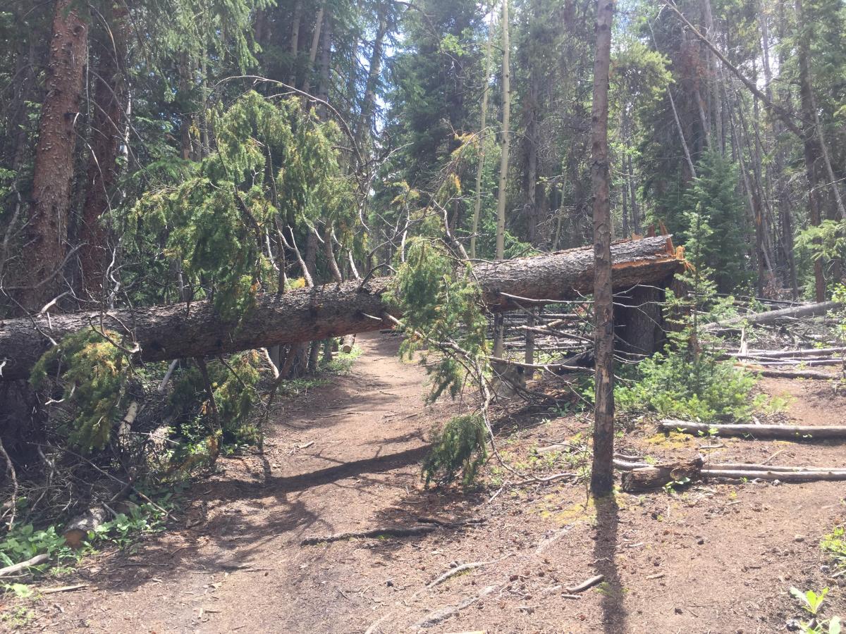 A large tree that had recently fallen across the trail. 