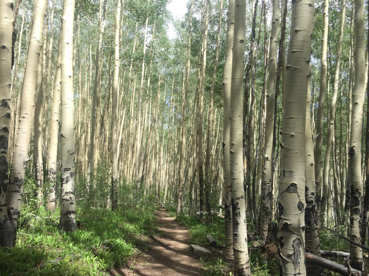 The trail passing through a dense aspen colony. 